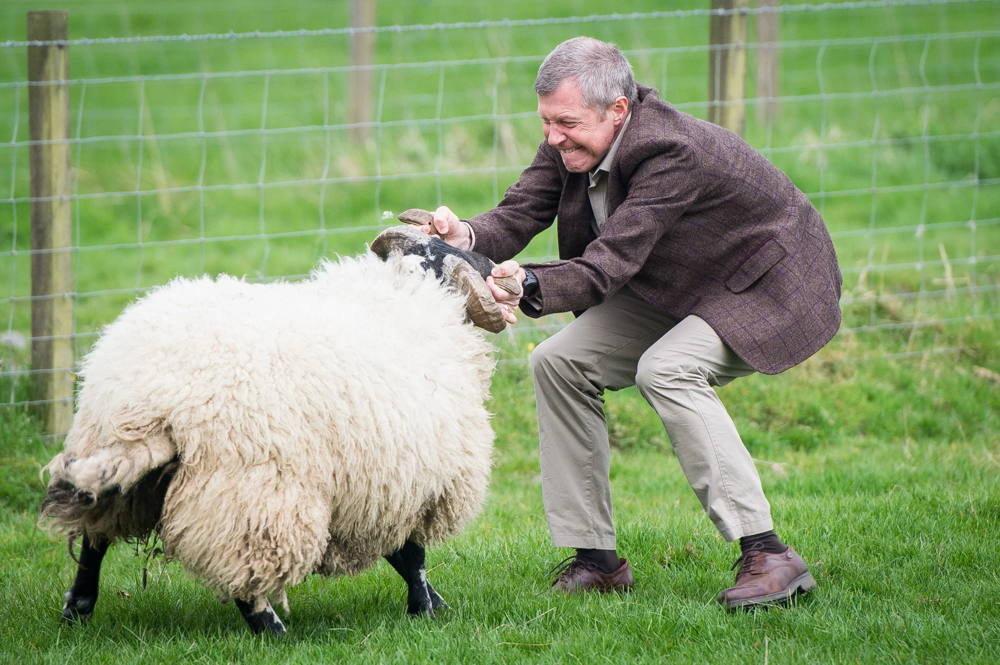 You can lead a ram to the ewes but…..
