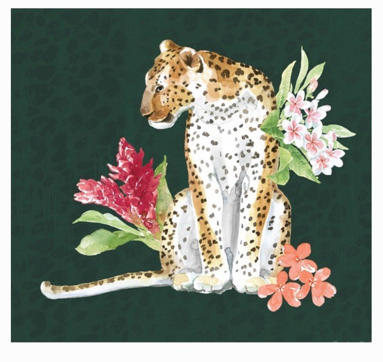 cheetah .jpg