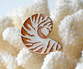 nautilus shell.jpg