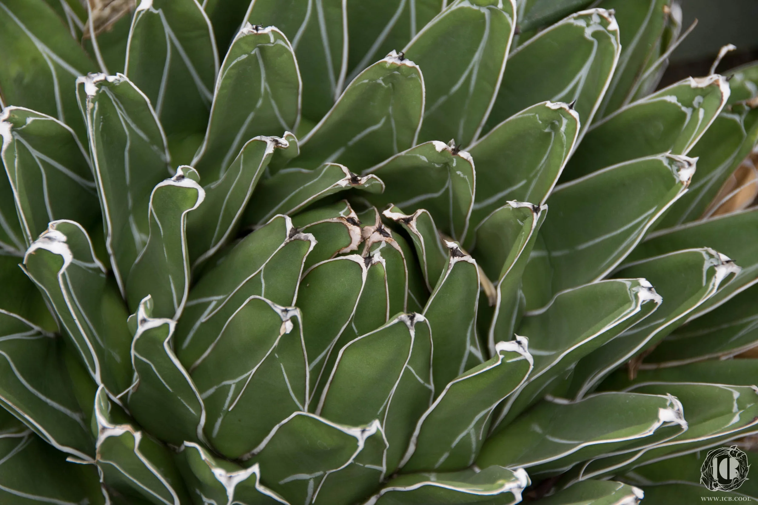 BOTANICAL GARDENS-70- LOW RES - LOGO.jpg