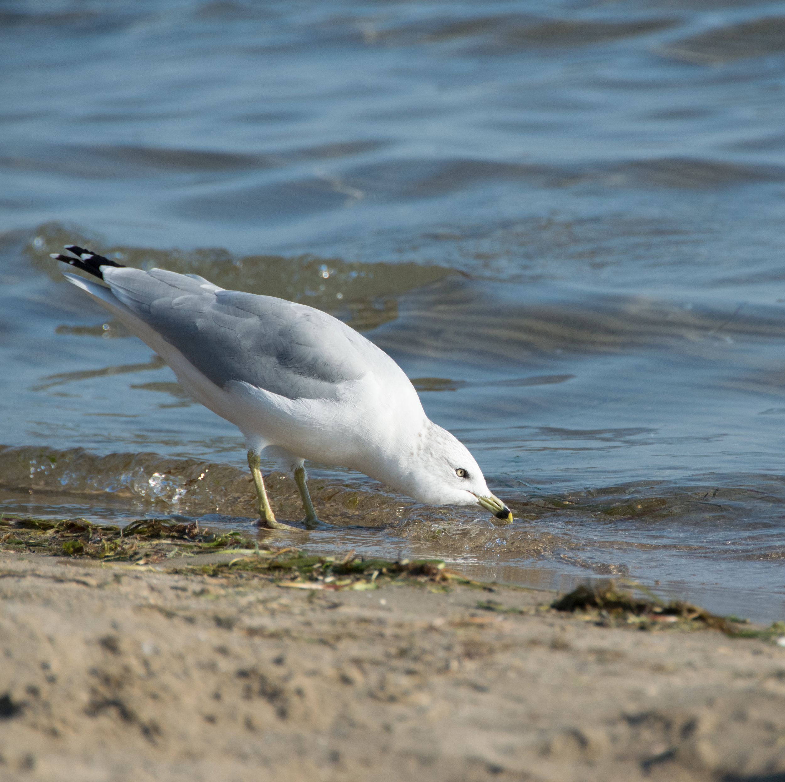 CRYSTAL BEACH-135- FULL SIZE_.jpg
