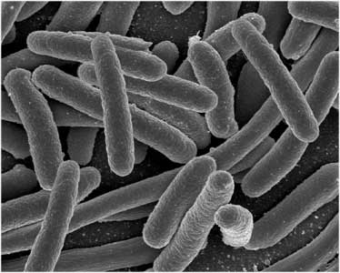 Close up of total coliform bacteria
