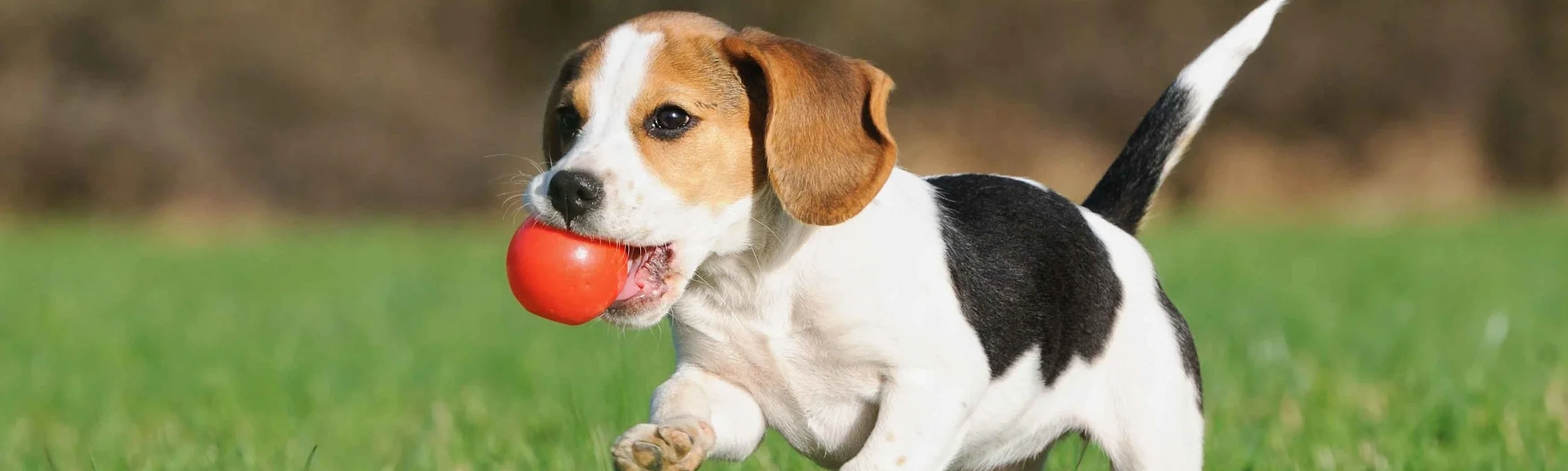 Puppywithball.jpg