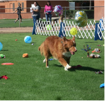 responsible dog ownership day