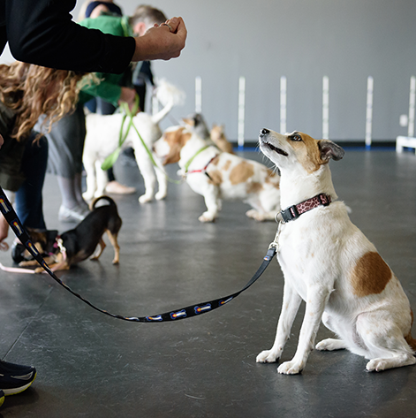Dog Training Classes  