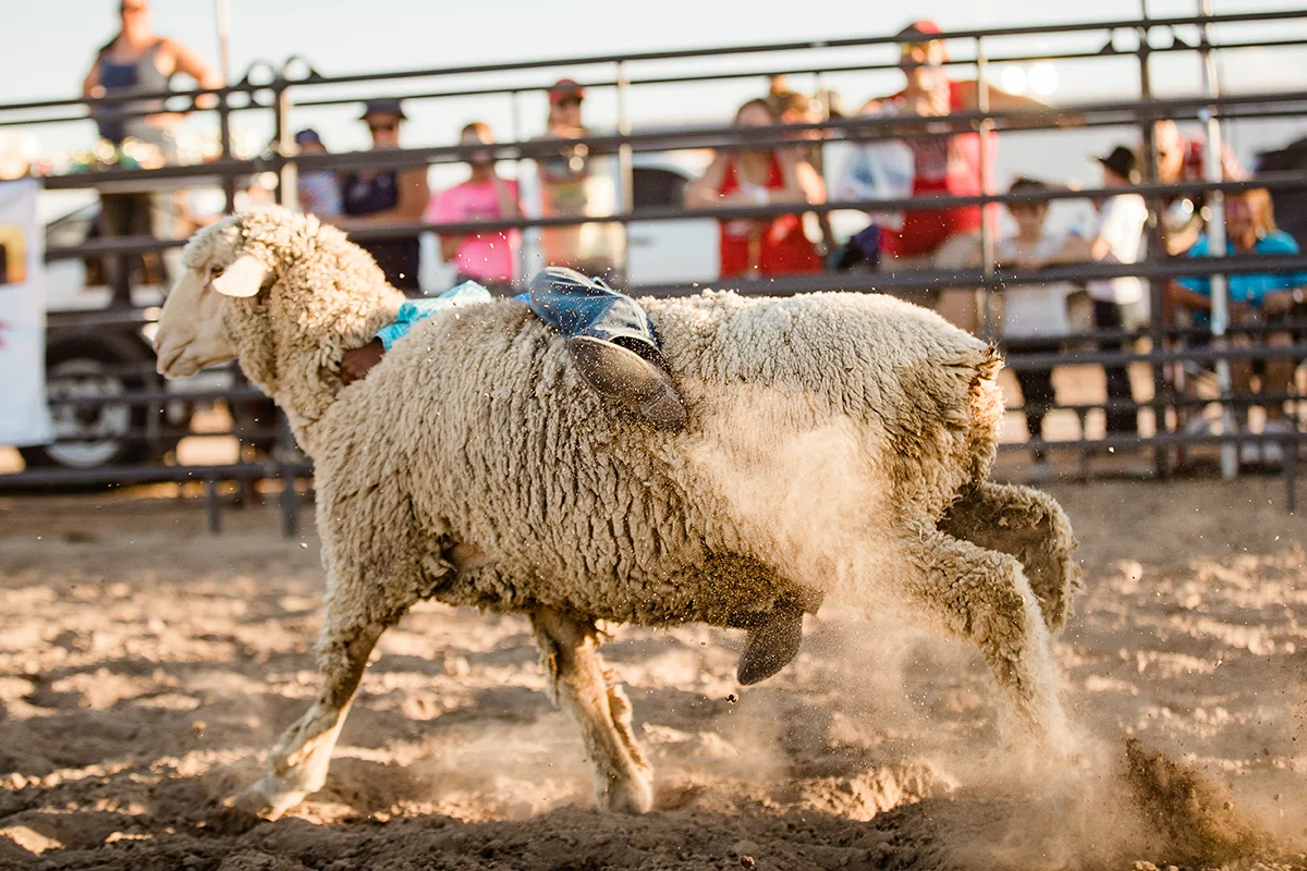 MaranaFarmFestival-093.jpg