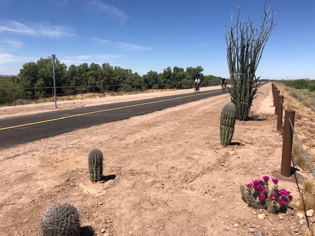 Marana planted Saguaros and other cactuses as part of their Arbor Day Celebration.