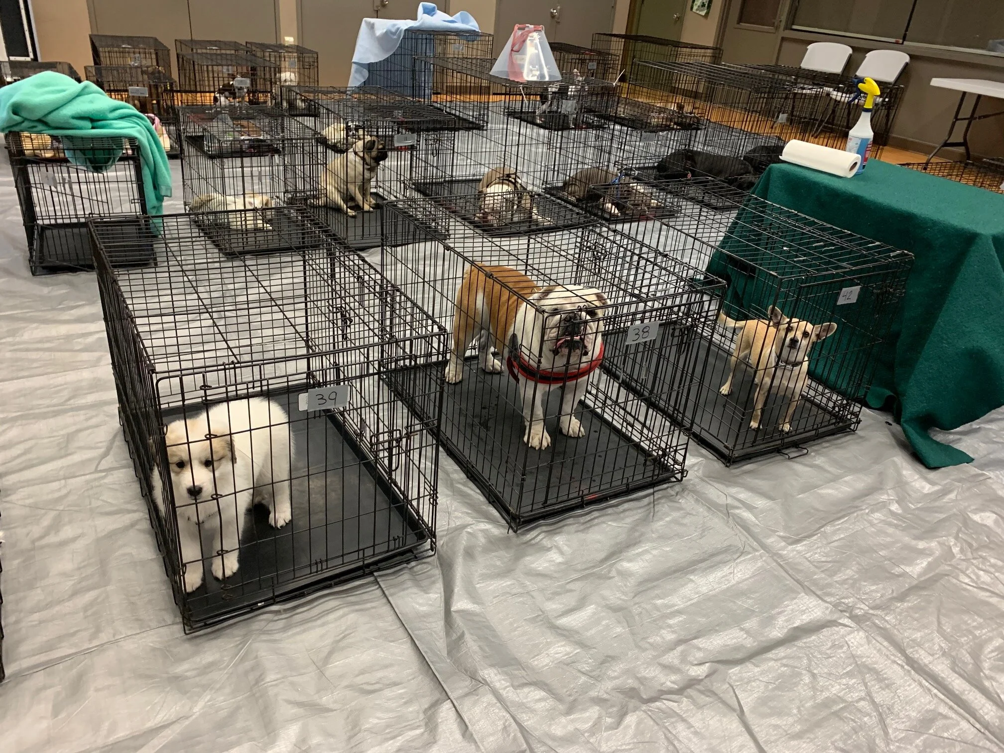 Marana Animal Services provides low cost Spay & Neuter Clinic for