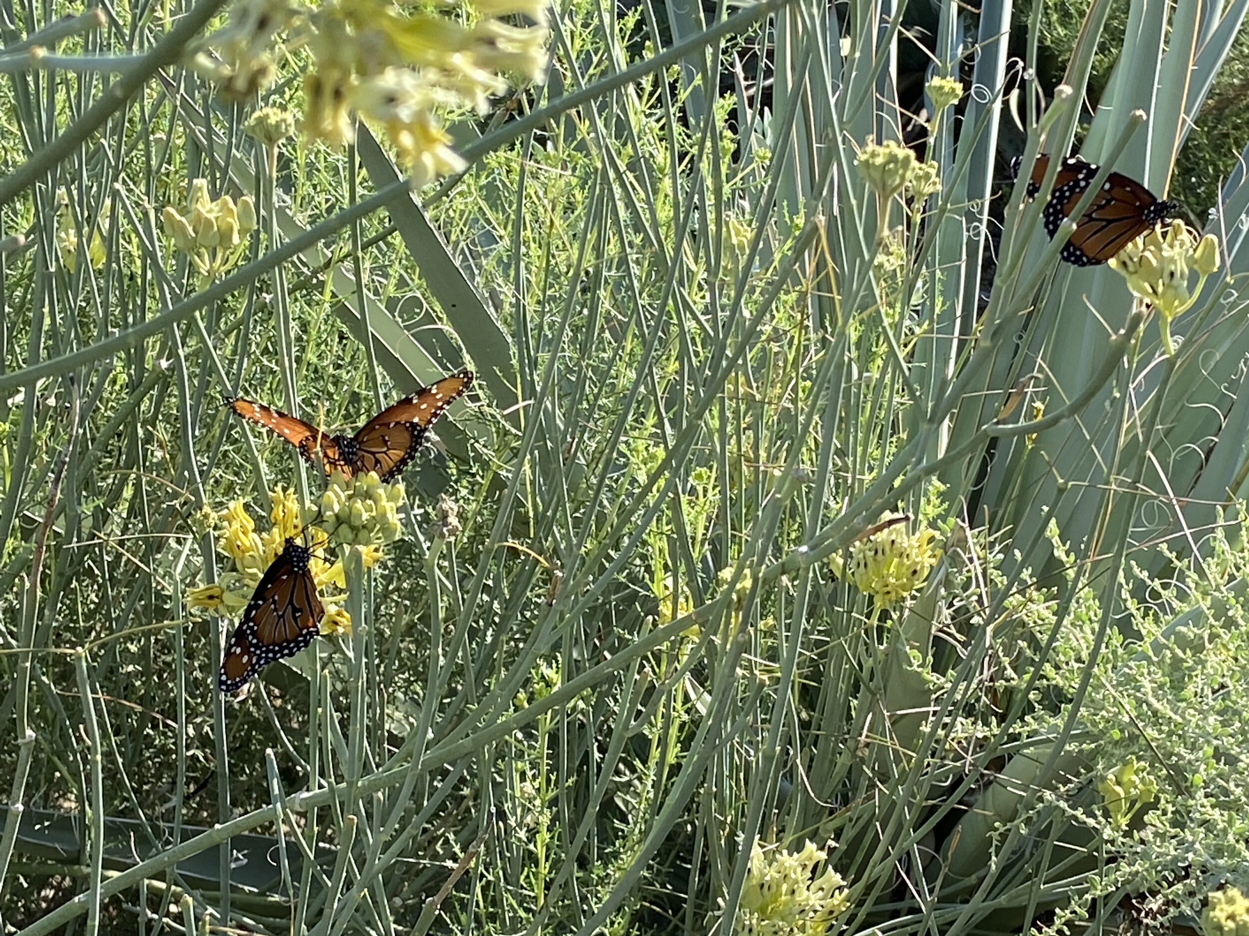 Queen butterfly on milkweed