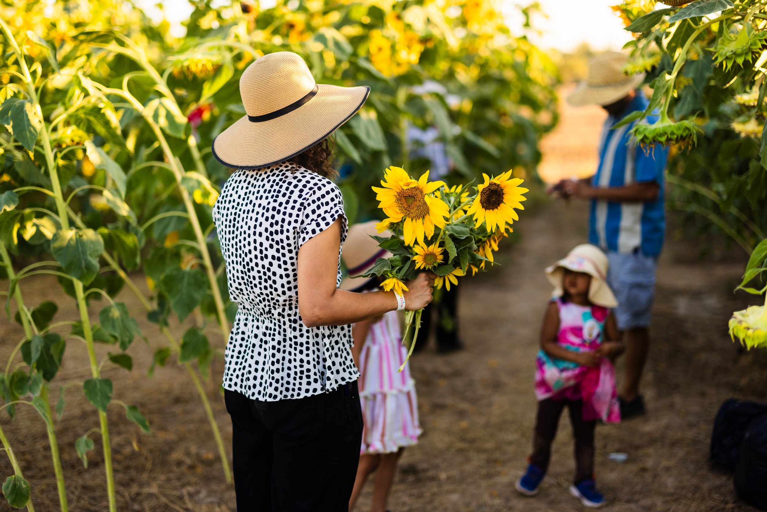  Families gather sunflowers from the sunflower field 