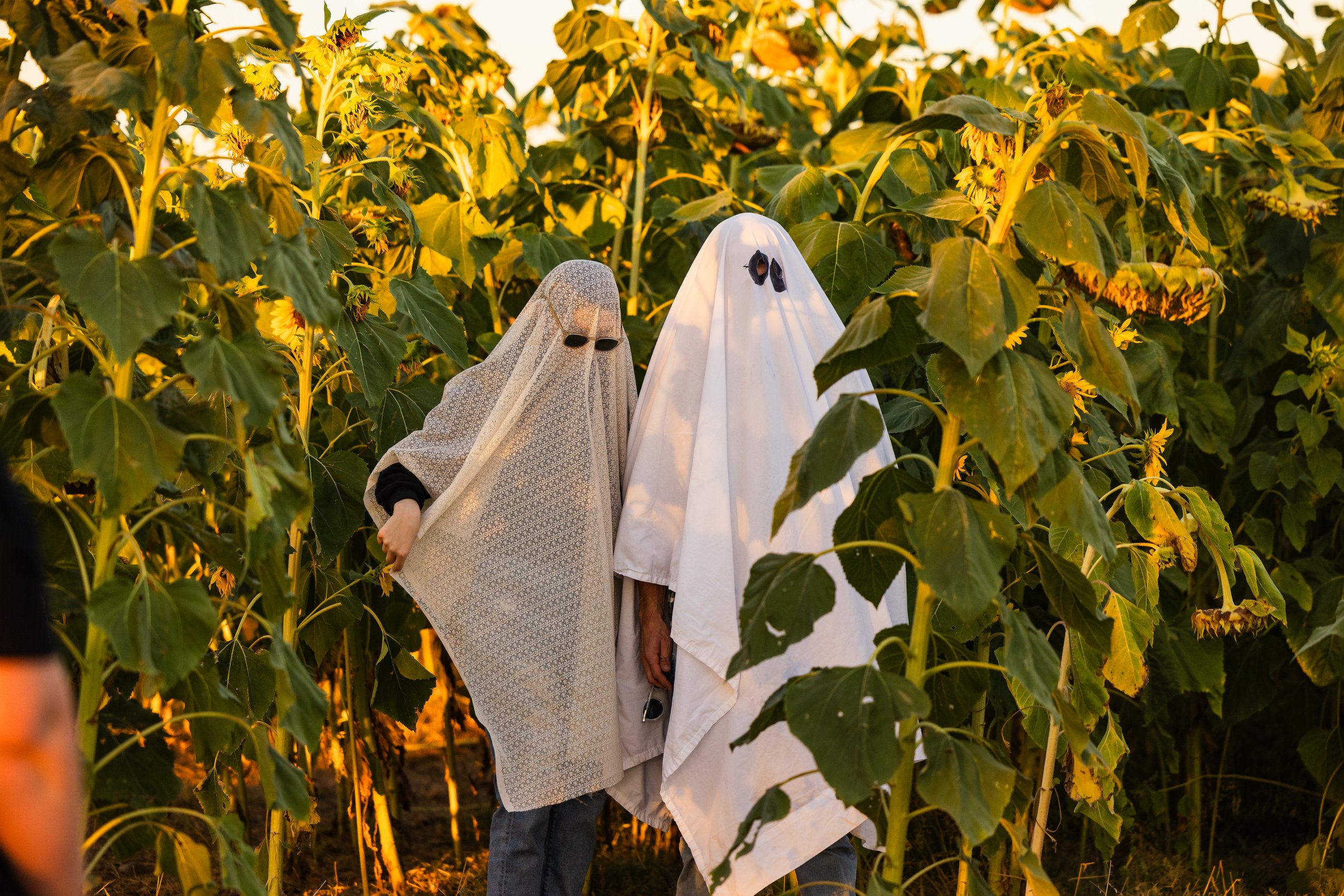  Ghosts in the sunflower field 