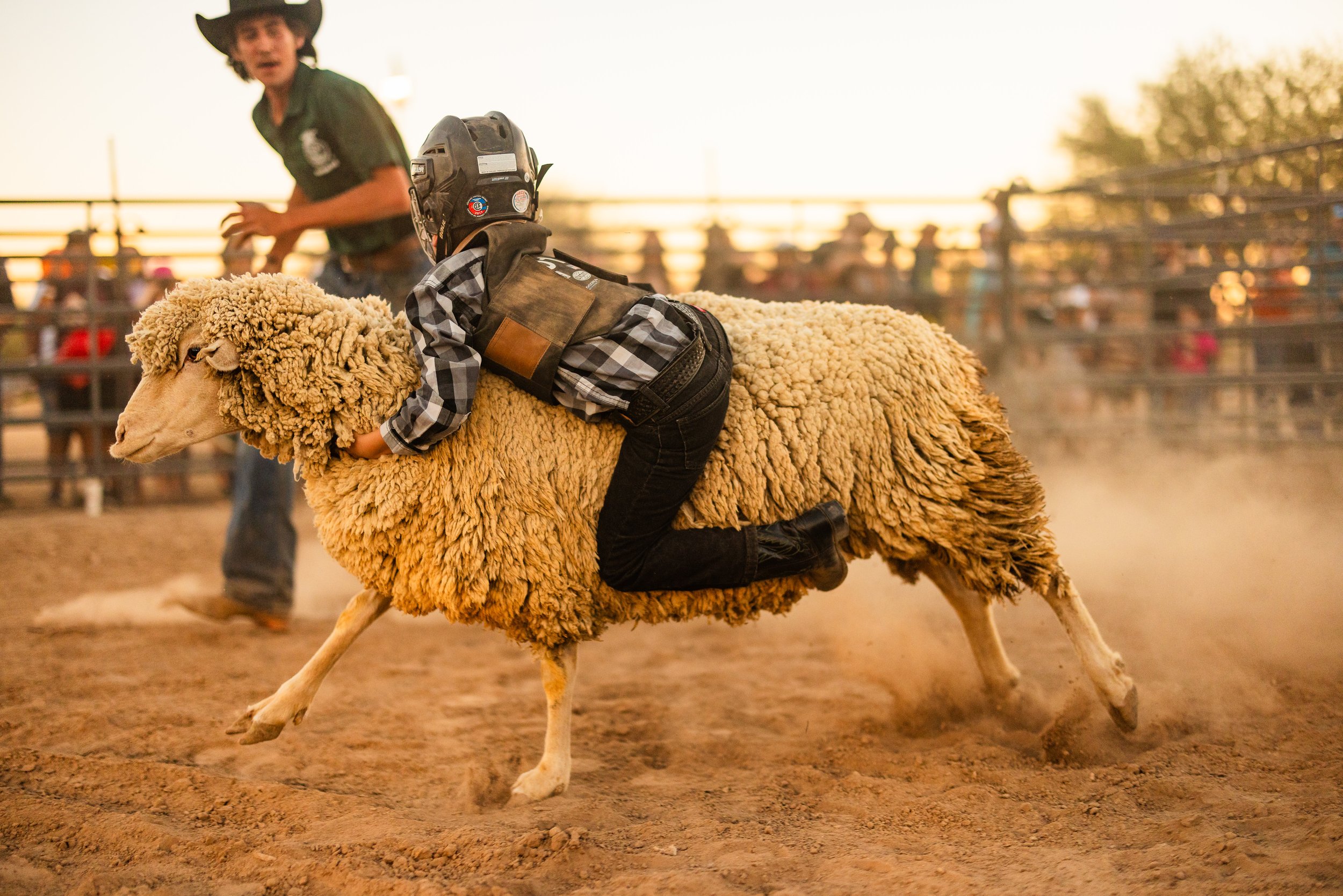  Mutton busting competitor 