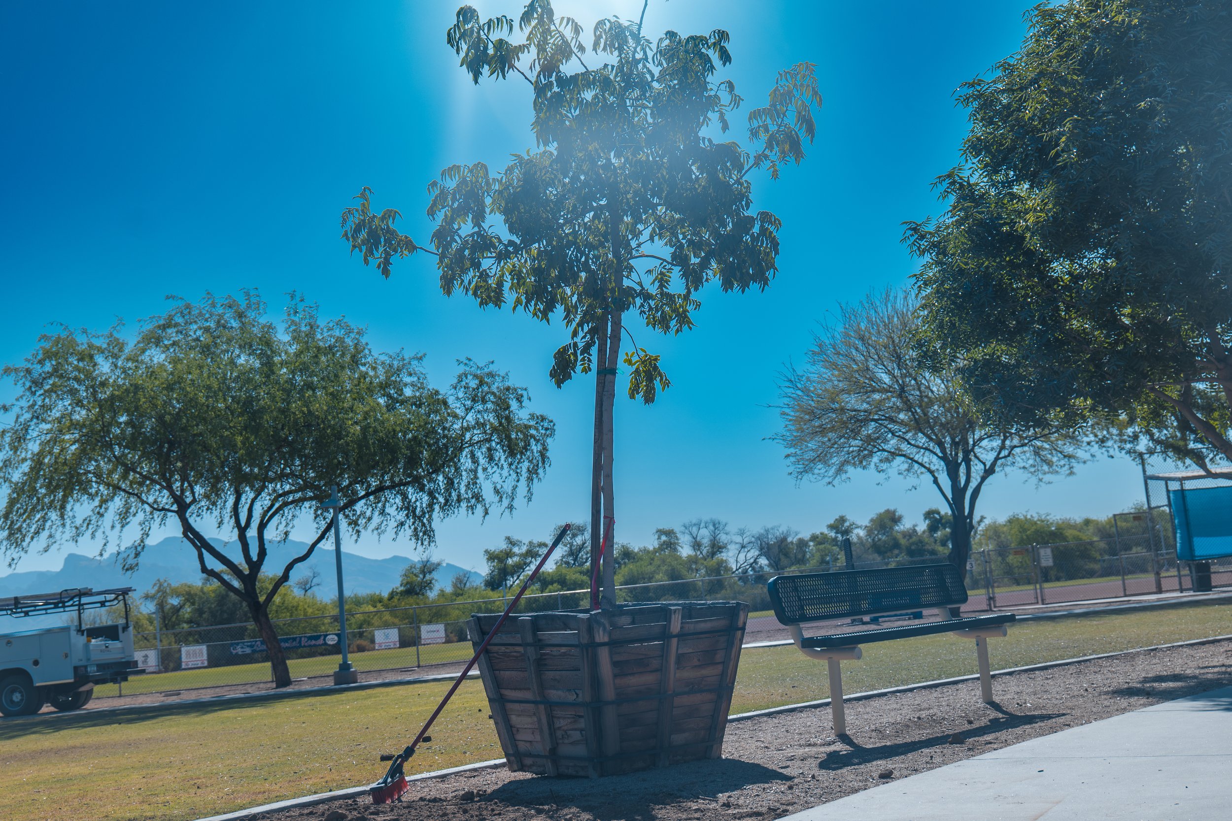 Tree planted at Crossroads Park playground