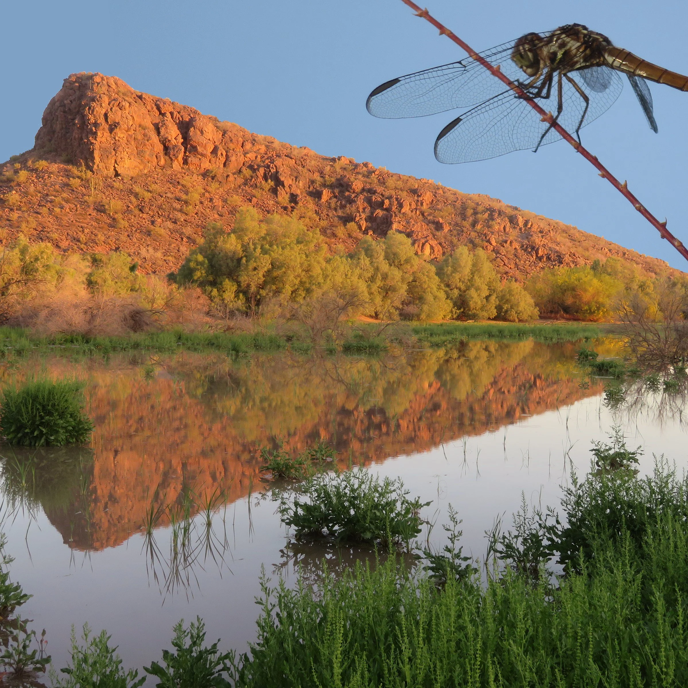 Dragonflies of El Rio Preserve — Town of Marana
