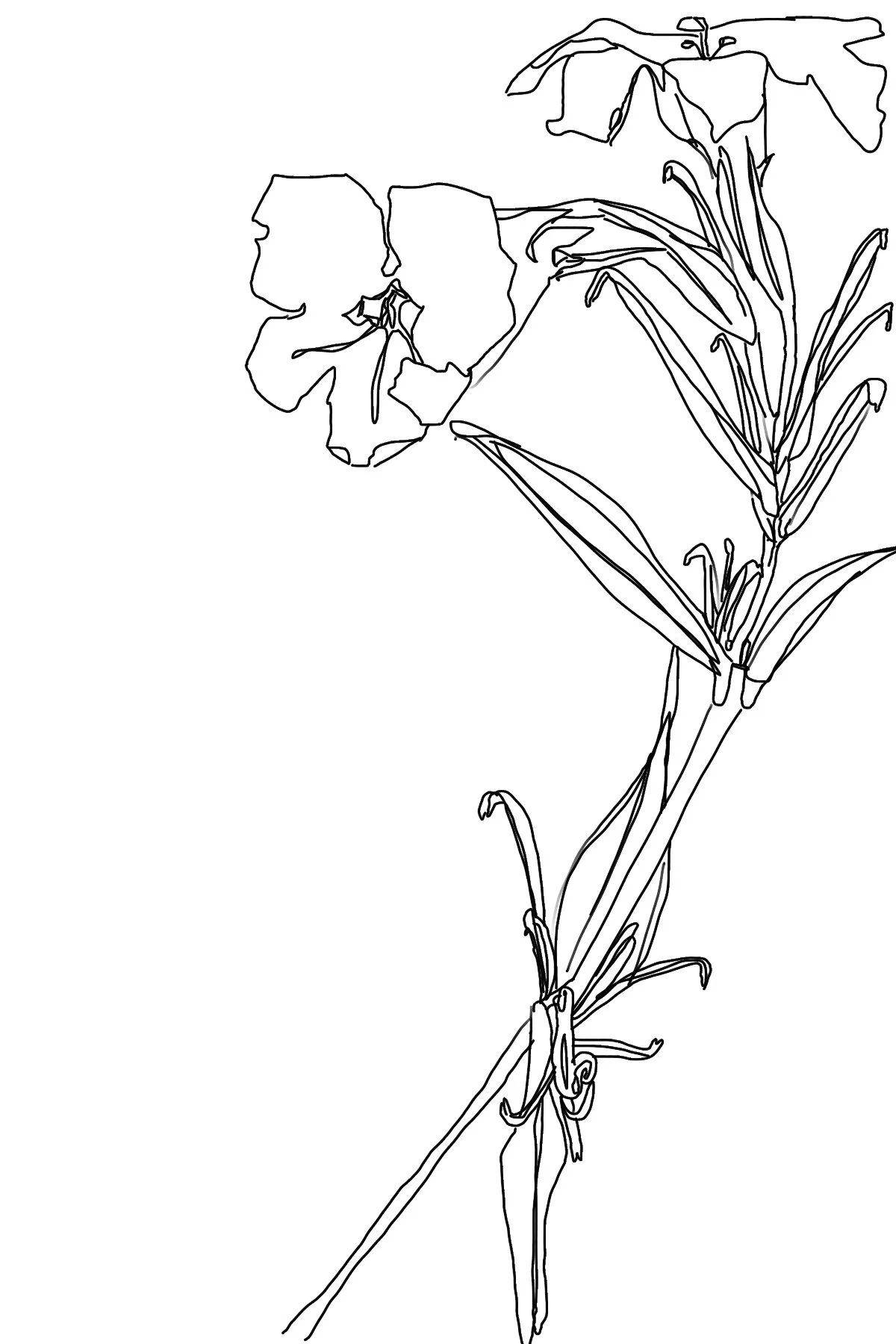Drawing of a flower at a winery in Healdsberg CA, in the Anderson Valley.