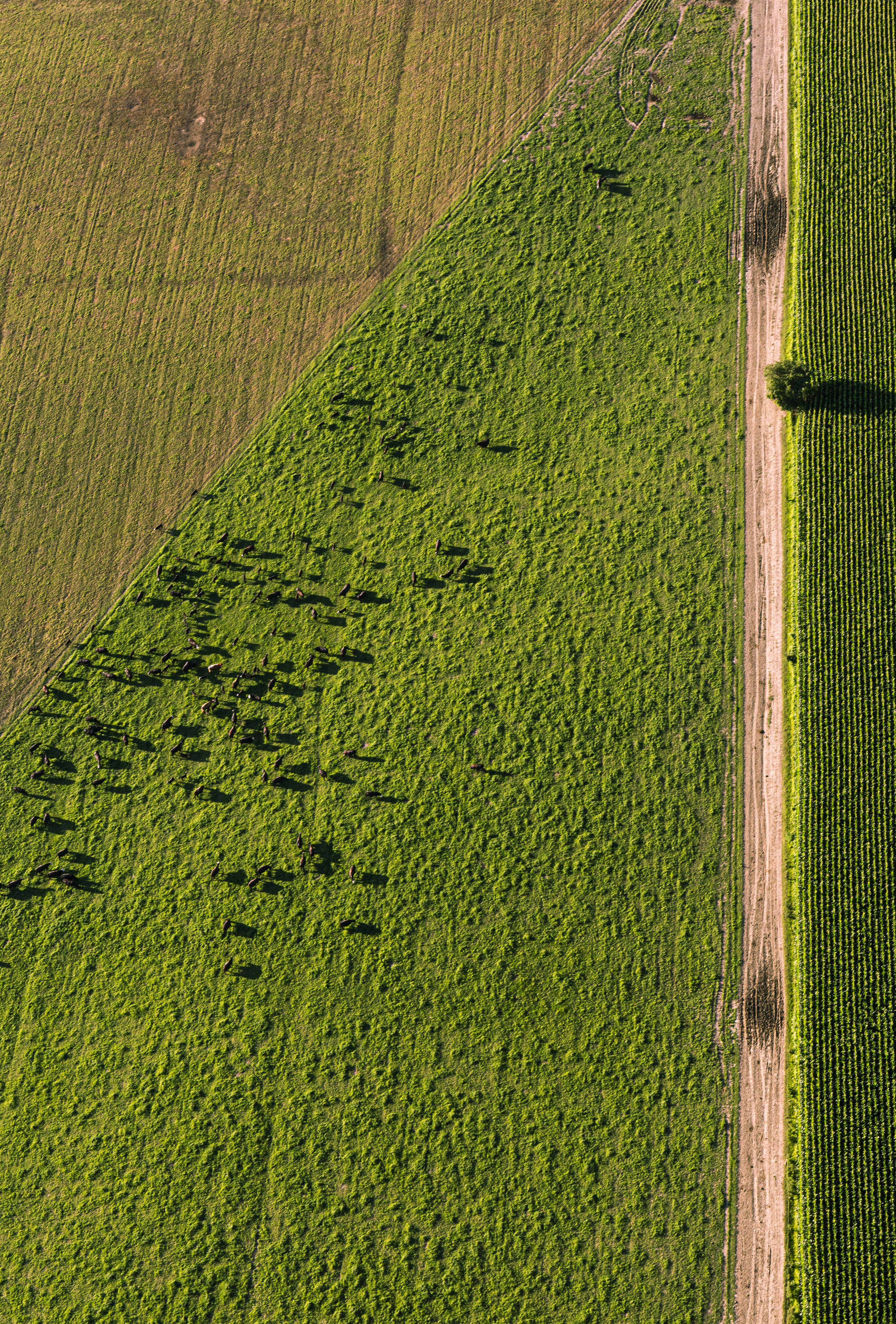 Balloonride2019_JPEG-17.jpg