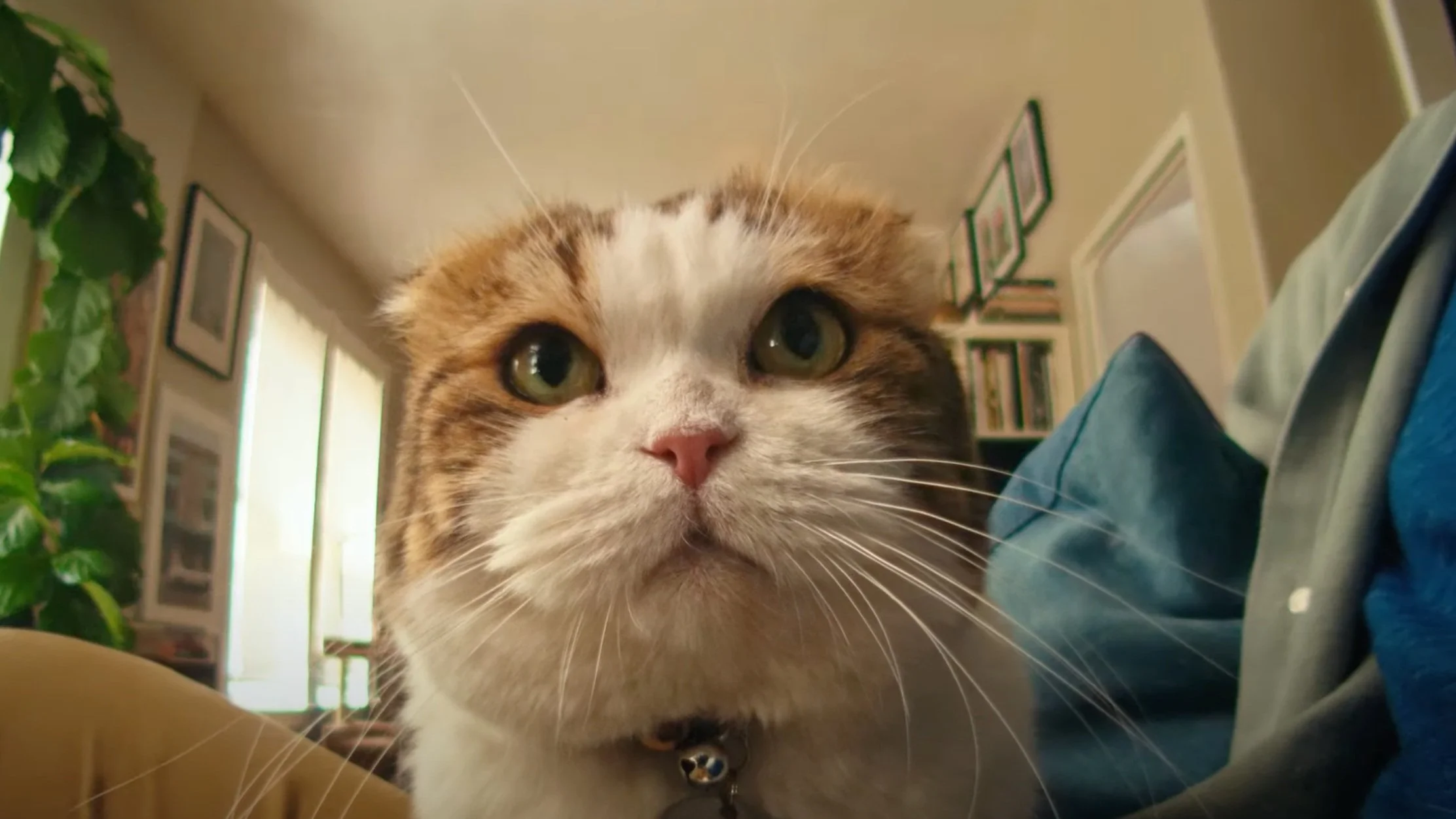 Chewy Chatty Pets: Joy | Mobile Ordering