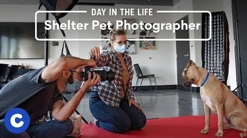 A Day in the Life of a Shelter Pet Photographer | Chewy