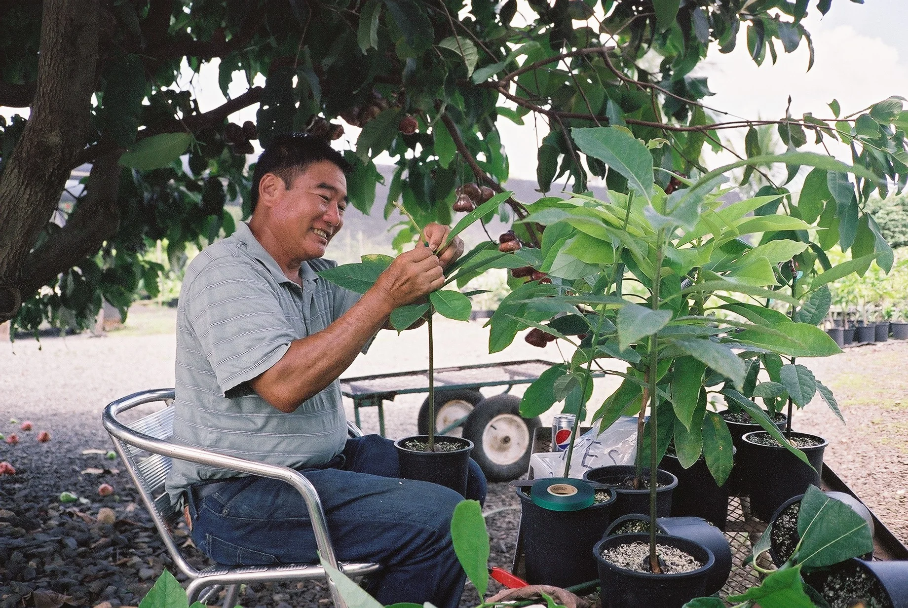 Frankie, himself, grafting baby avocado trees.