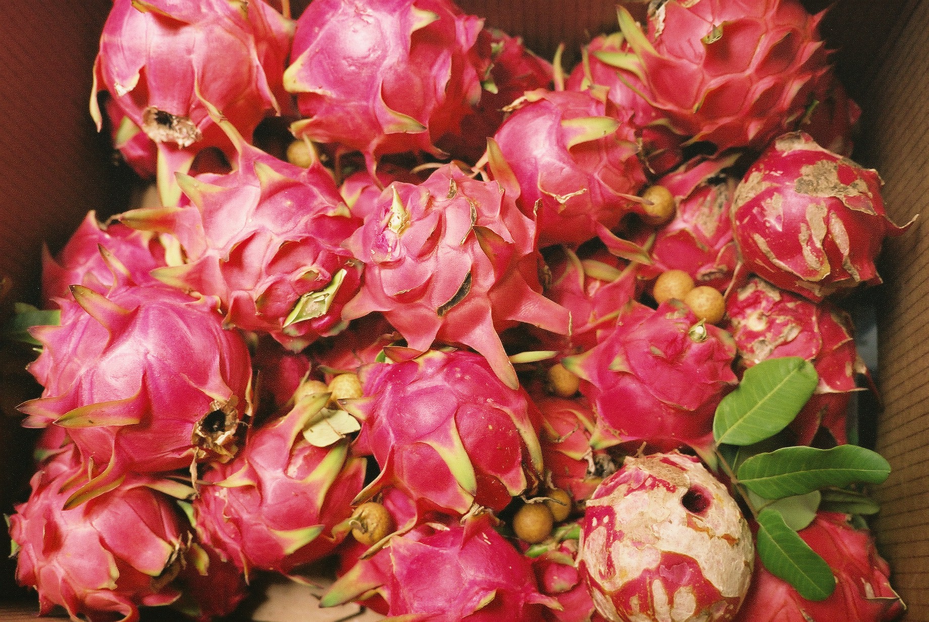 Boxed pitaya/dragonfruit. 