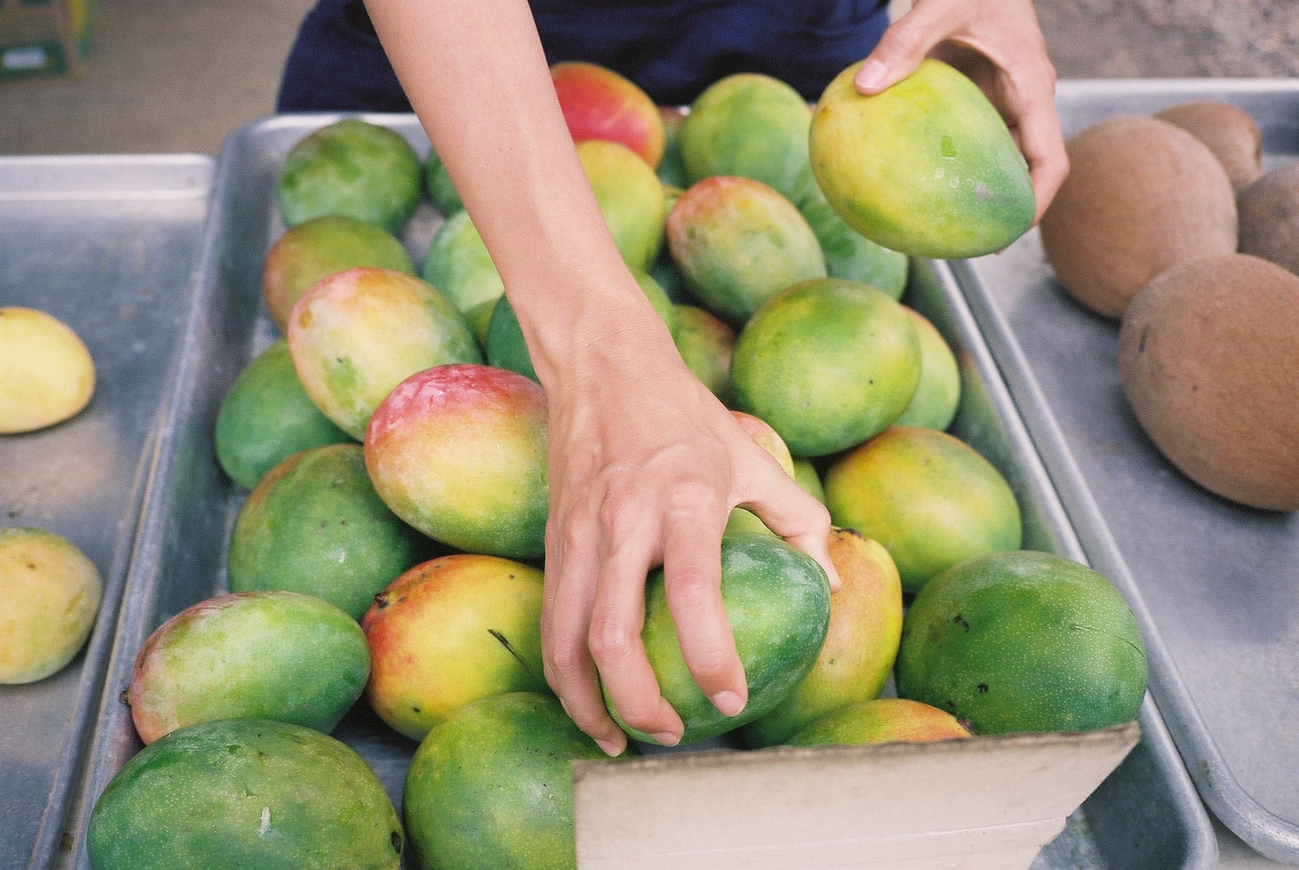 Keitt mangos in tray. 