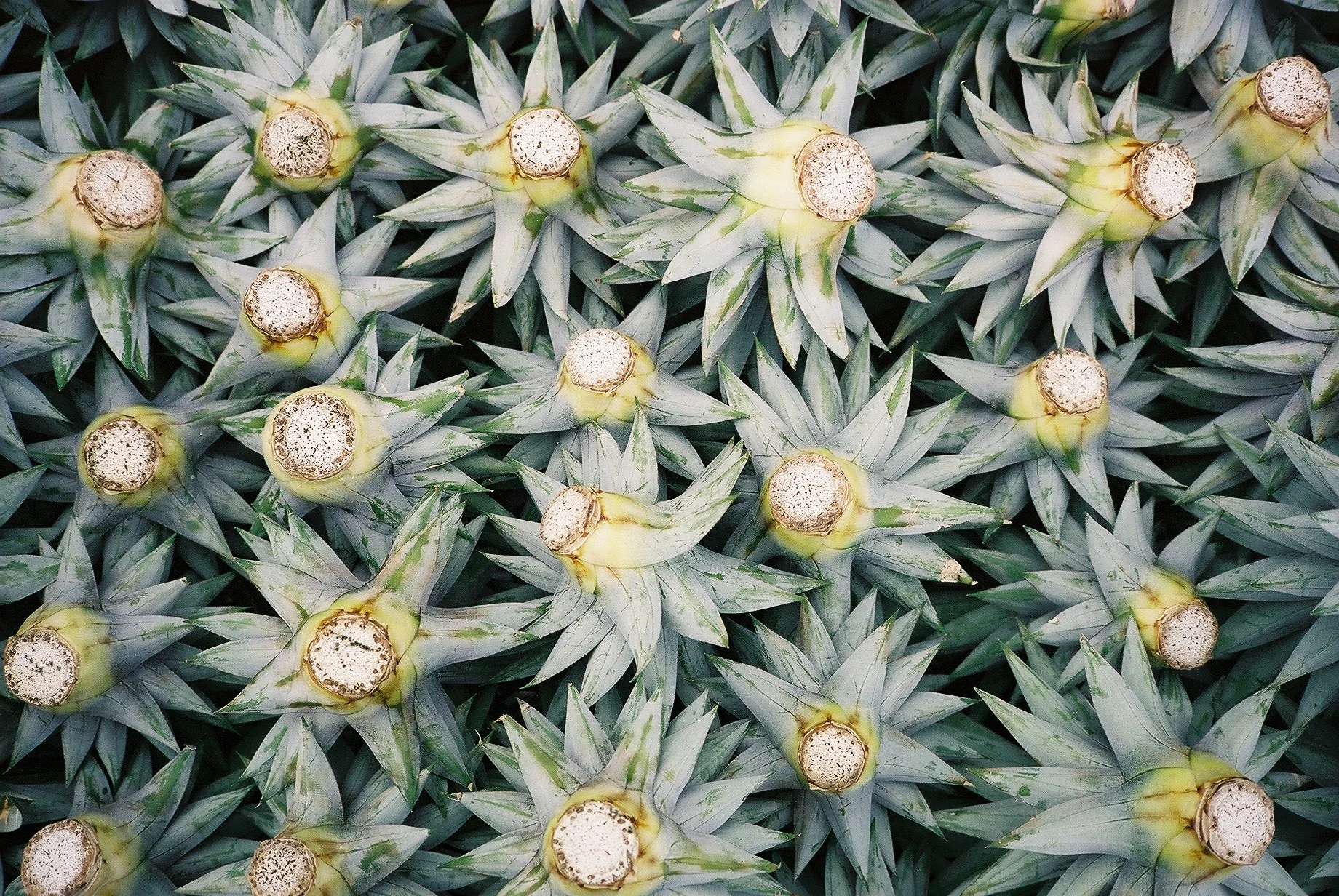 Pineapple tops being prepped for planting. 