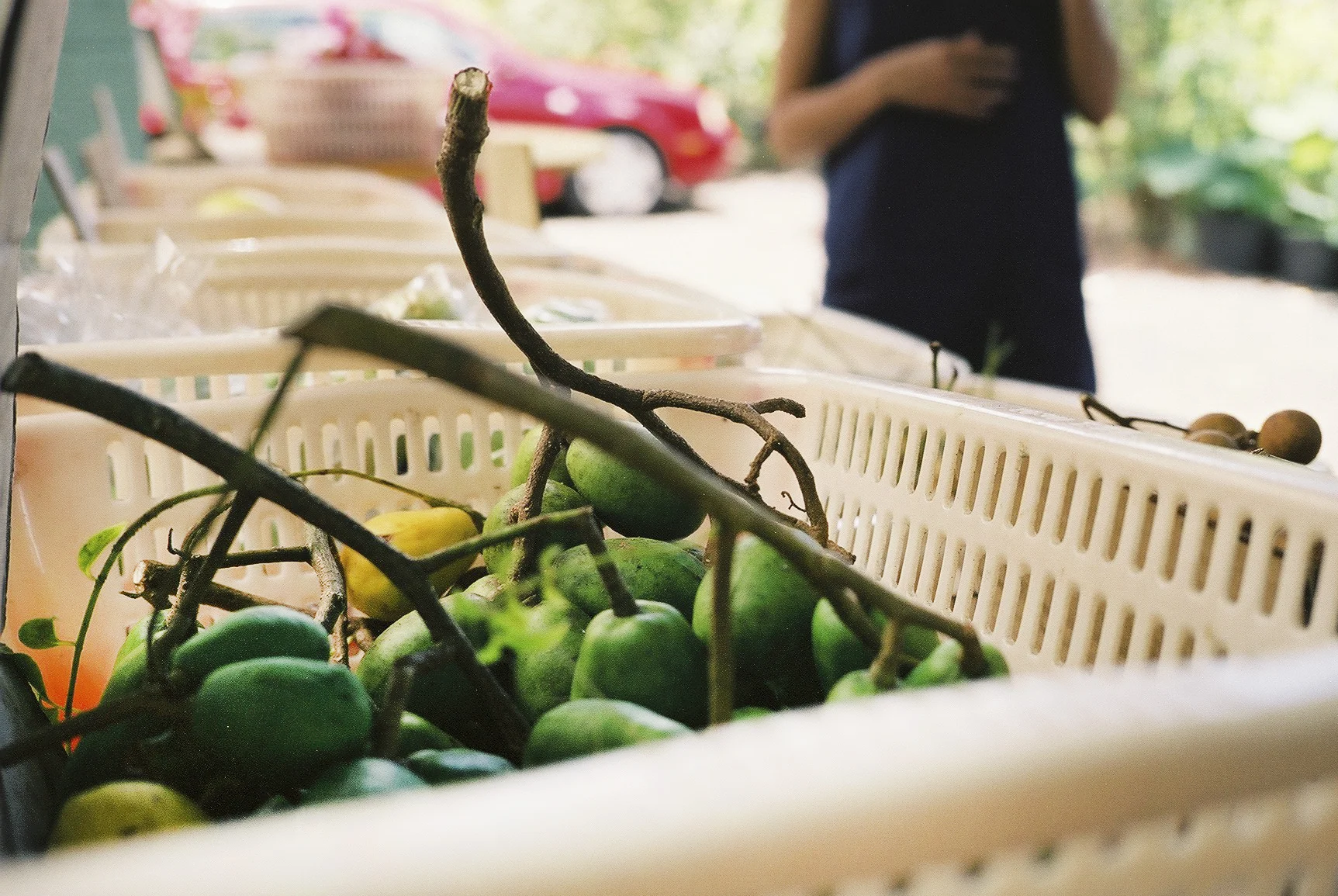 Dwarf wi apple in basket