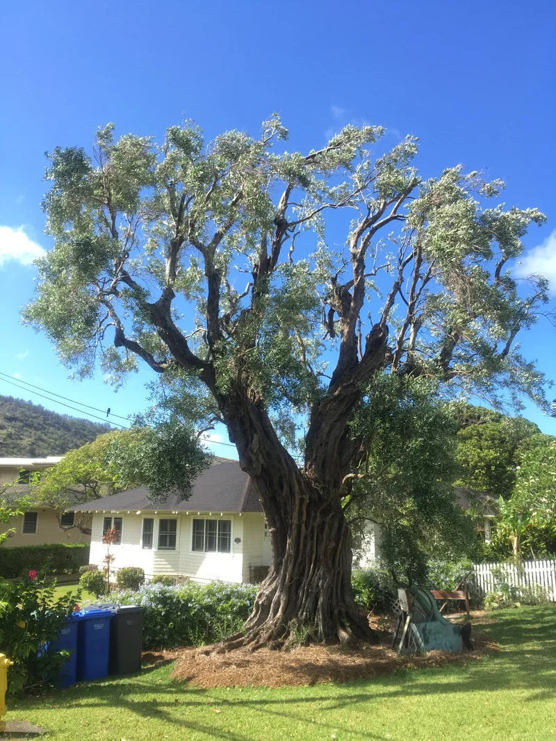 Manoa