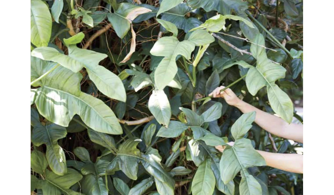 Ohi How to Gather and Arrange Hawaii's Flora