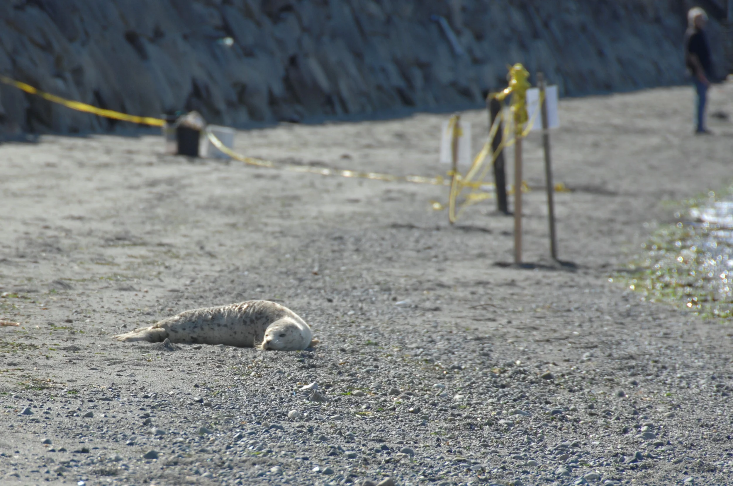 SKMMR HS and tape.JPG