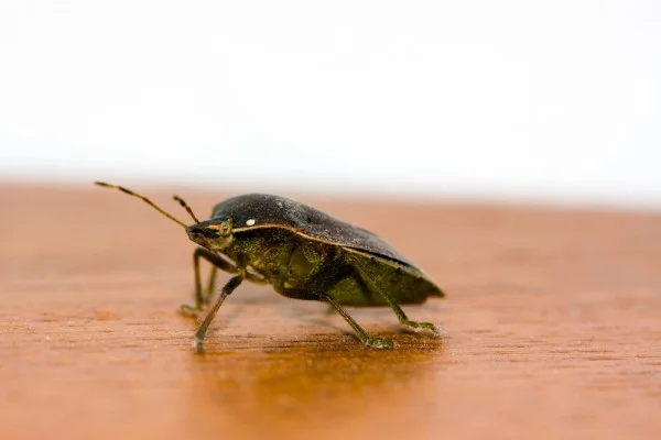 Cracking the Creepy Crawlies: 6 Major Myths about Bed Bugs