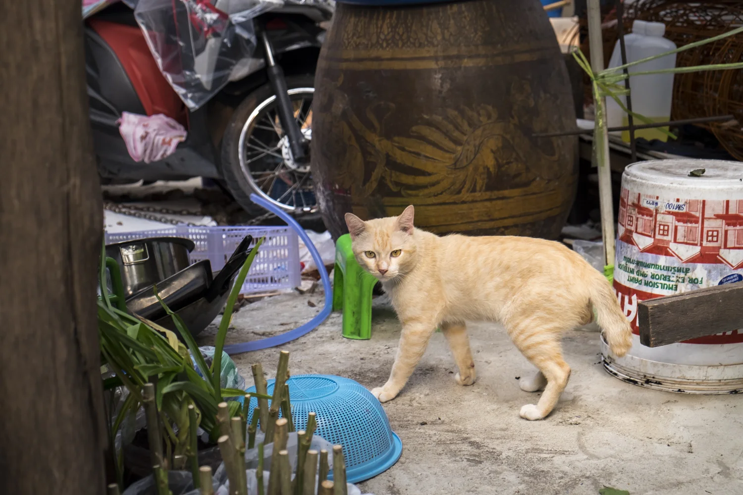 thailandWEB_katfrymoyer-12.jpg