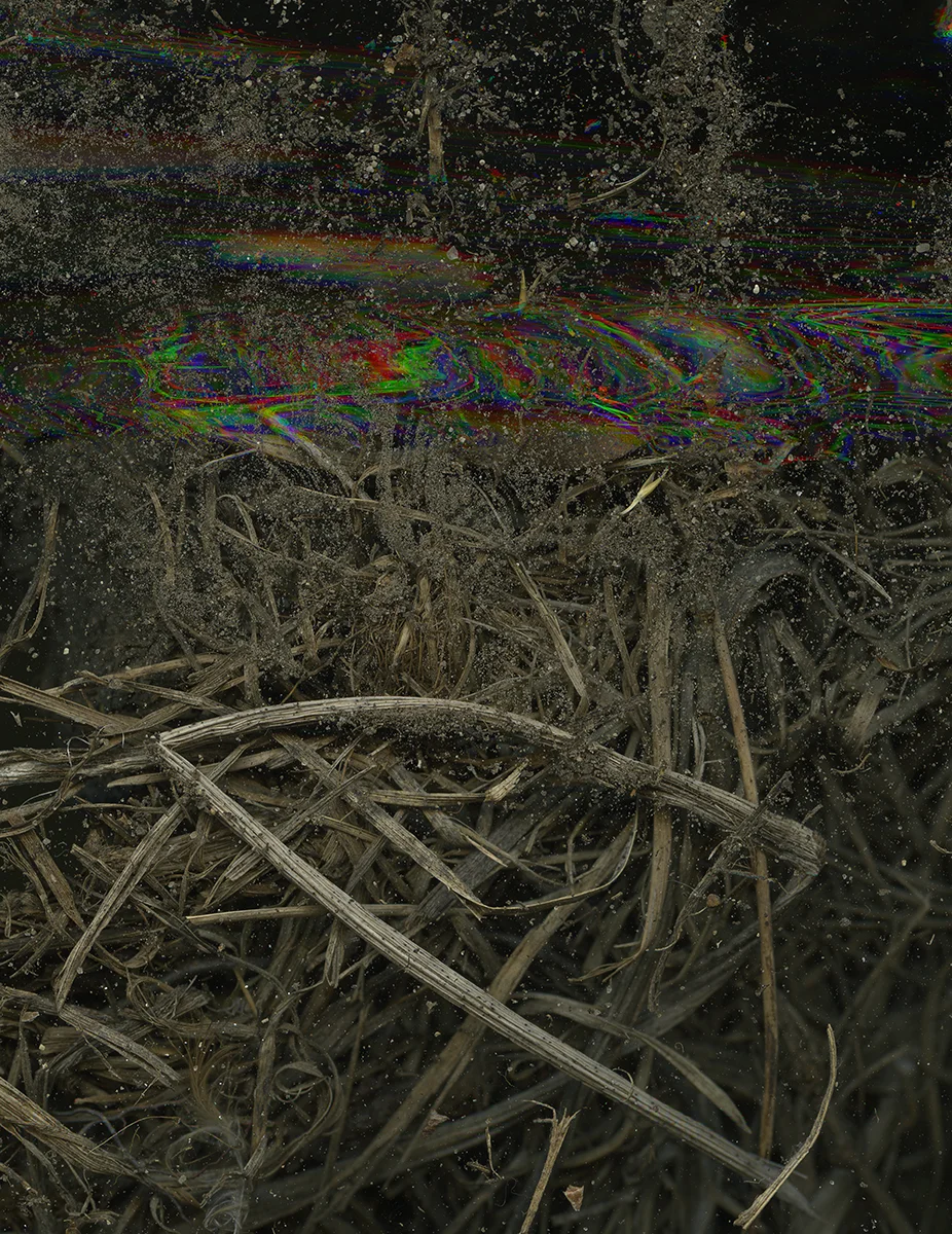 Nest..jpg
