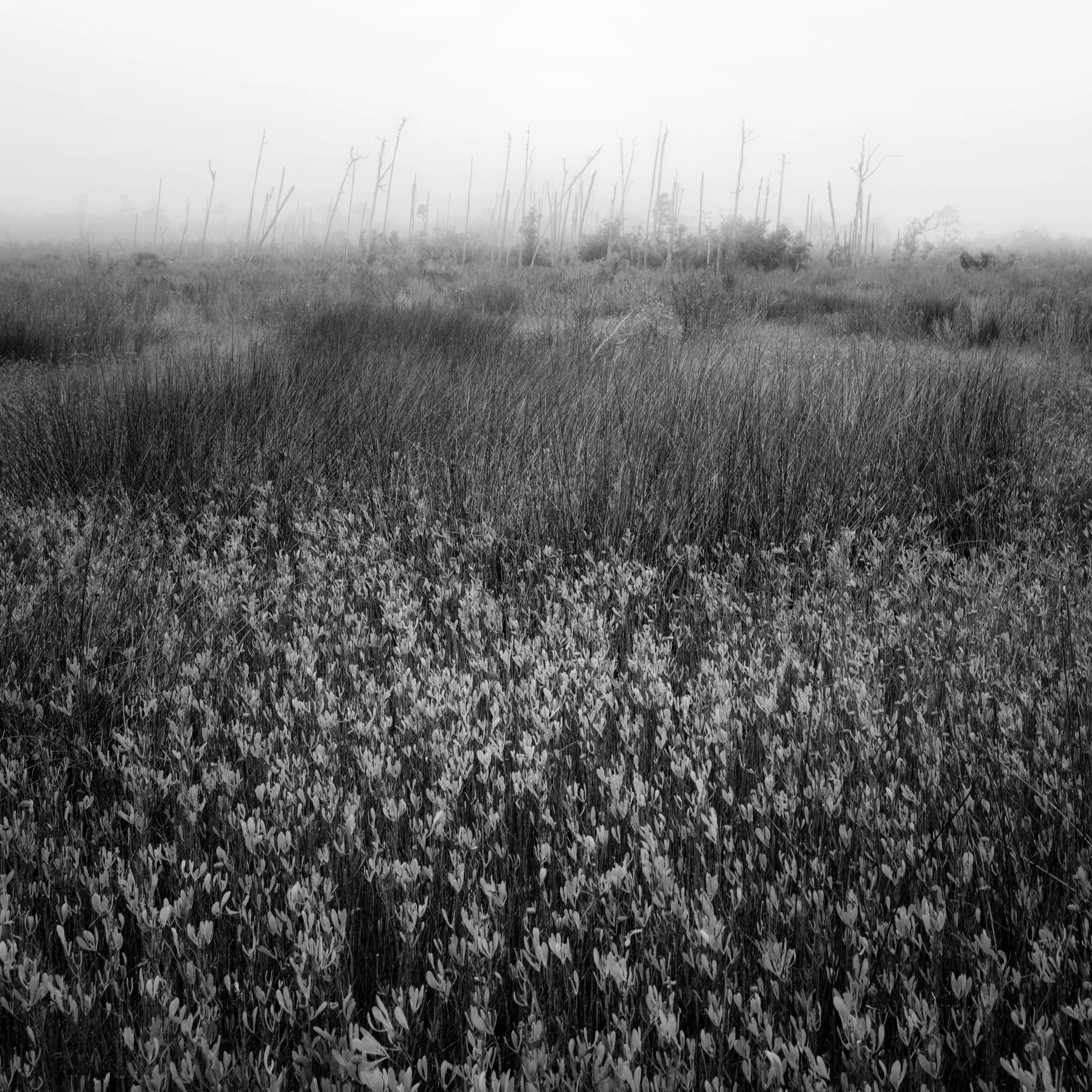 north beach swamp scene copy.jpg