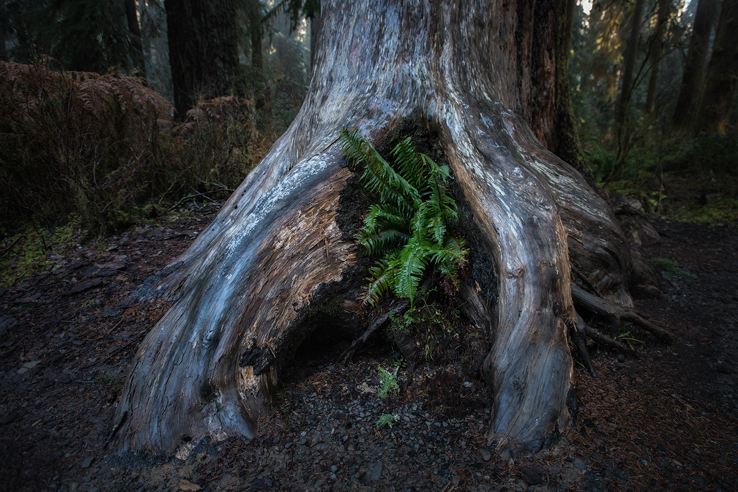 Hoh Rainforest