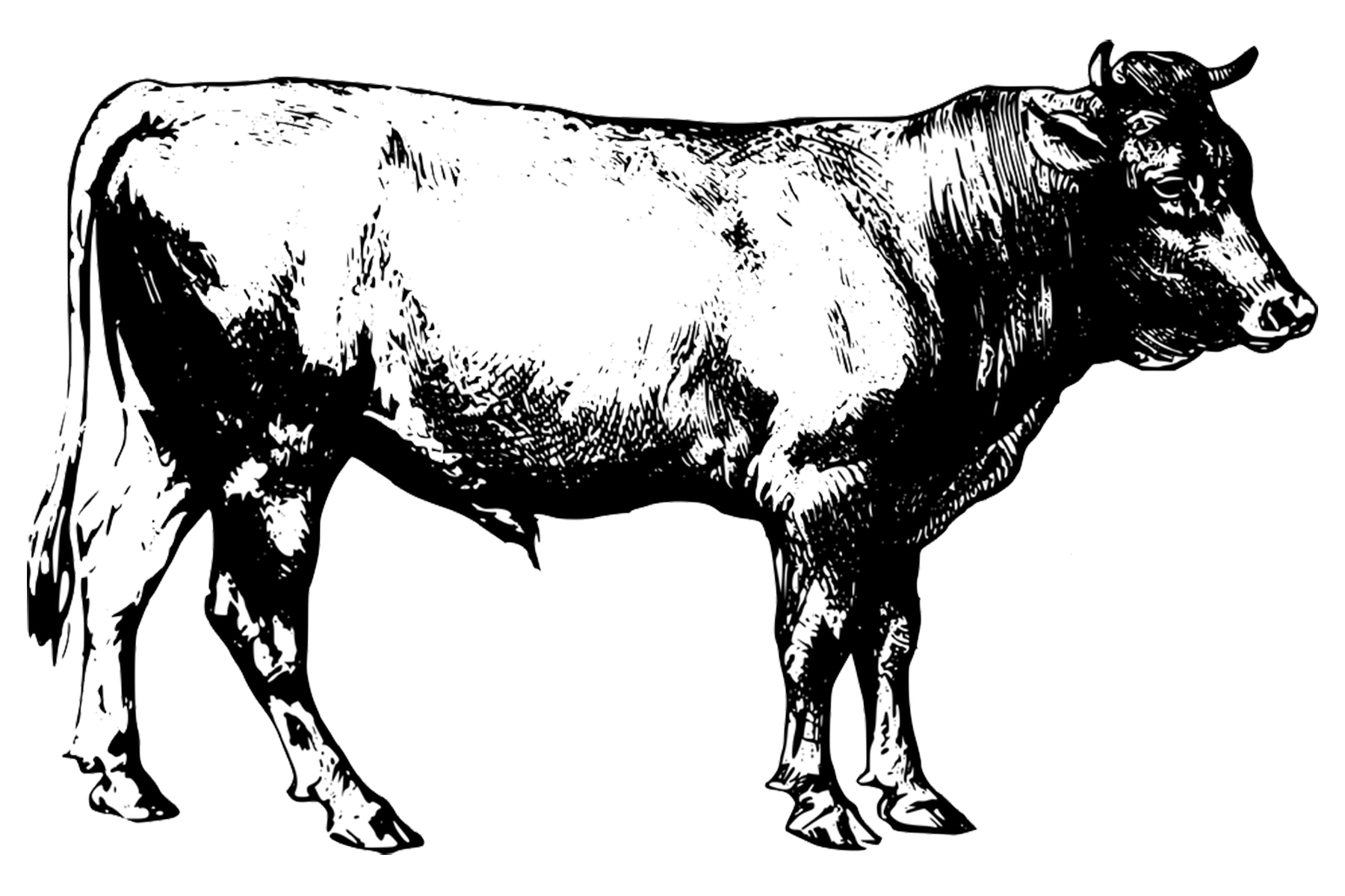 Steer.png