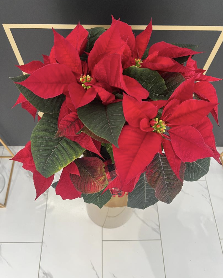 Screen Shot 2025-12-02 at 1.08.44 PM.png