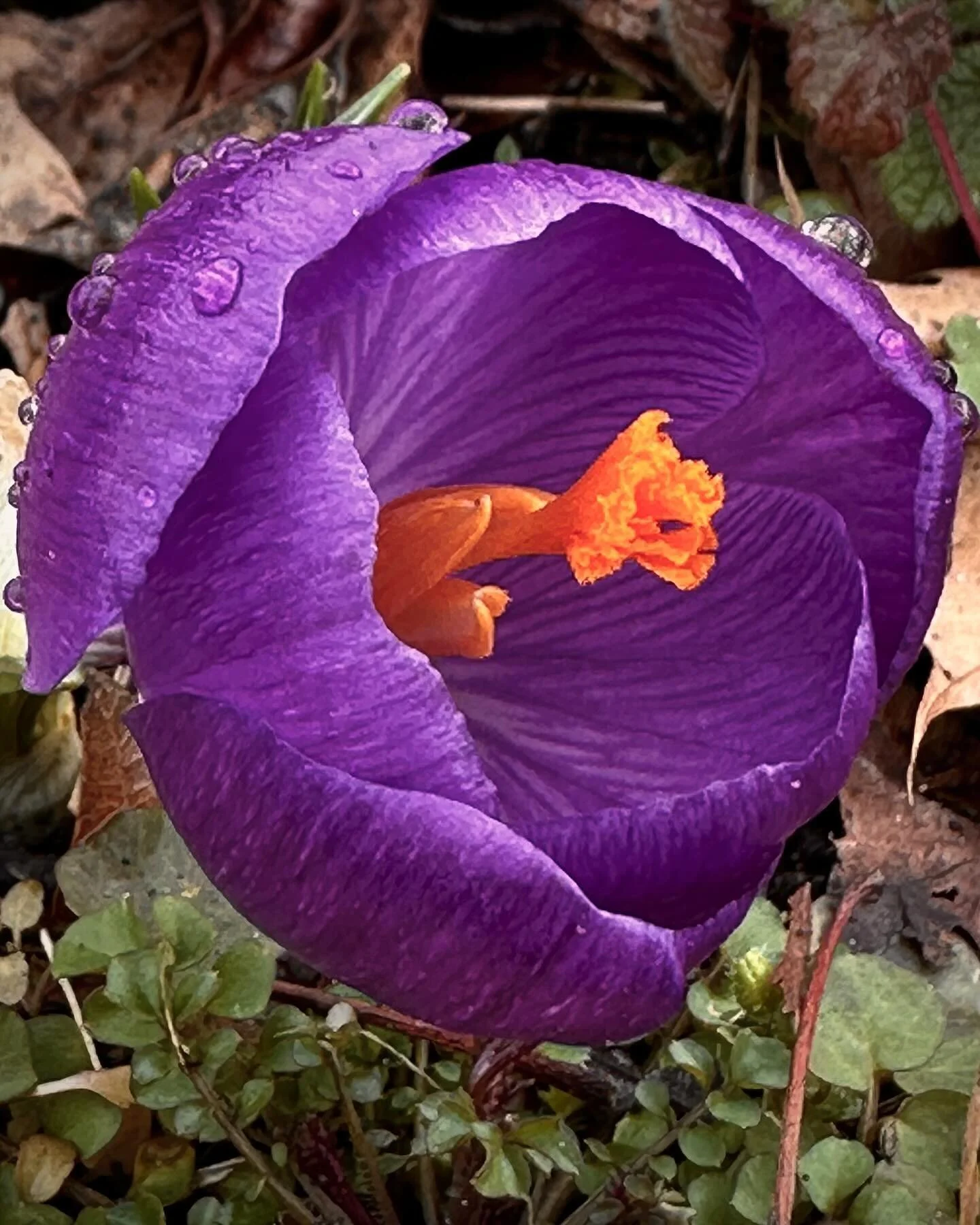 First flower of 2024. Seems early to me but not complaining! BTW had to add a song from my all time favorite musician @gregorypagemusic if you have never heard him, do your self a favor today and listen to him. I would start with his album Love Made 