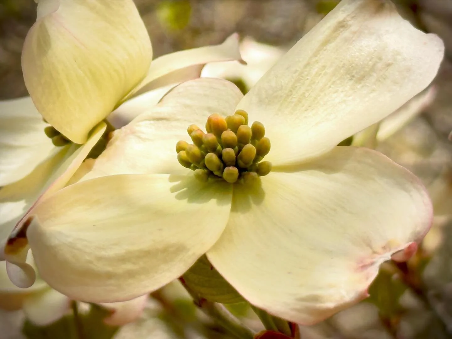 Springtime Dogwood Flower