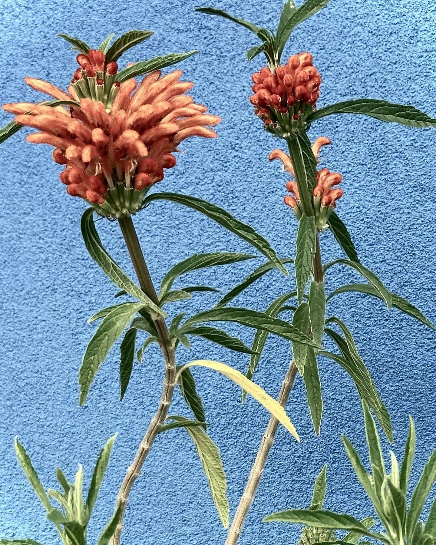 Yesterday&rsquo;s walk. SF/Bay Area 07-13-24
That party at the end! Wow! Thank you.