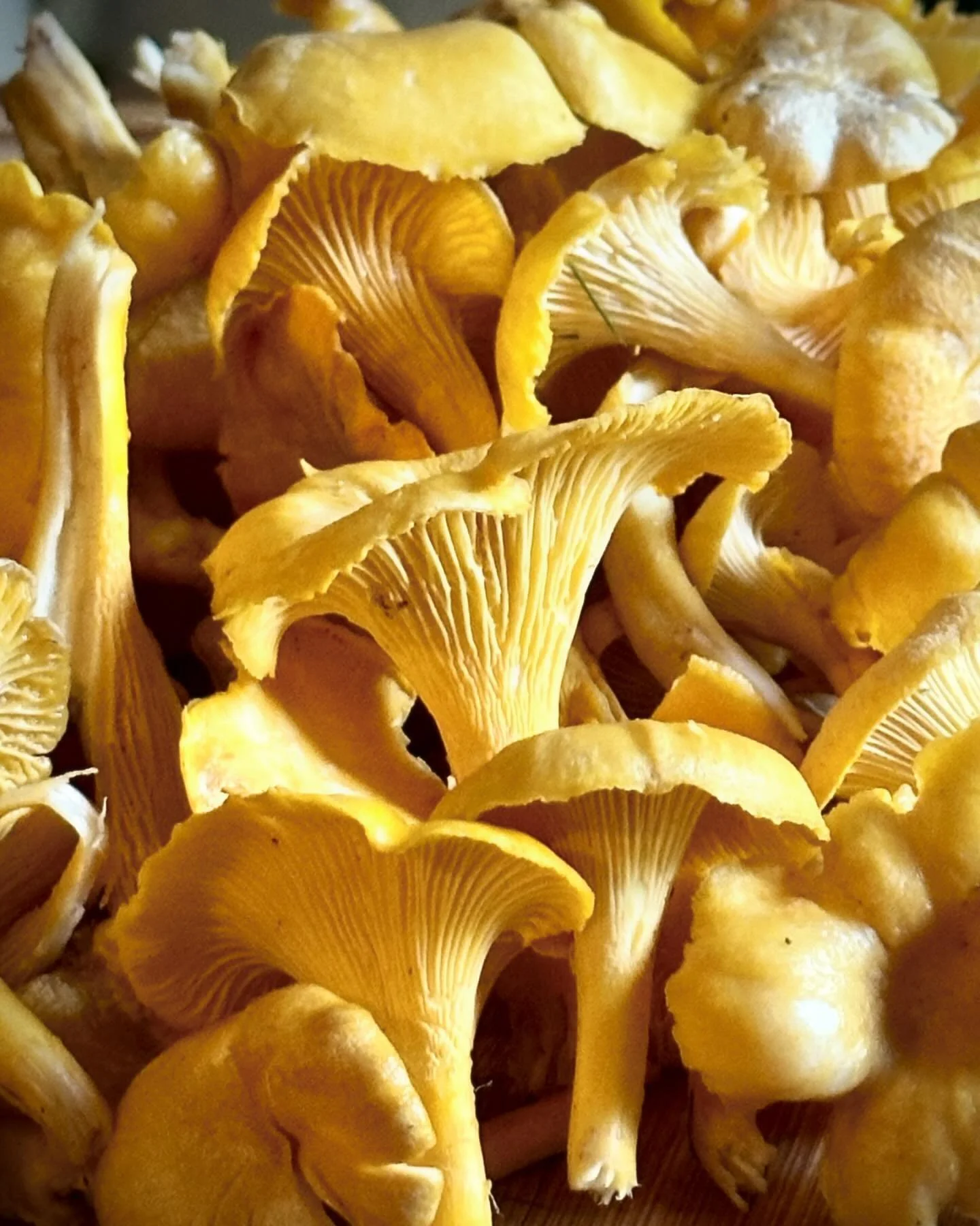 Home for a week before I head back to SF and look what popped up! Chanterelles in my yard. We get them every year for one week. Got lucky!