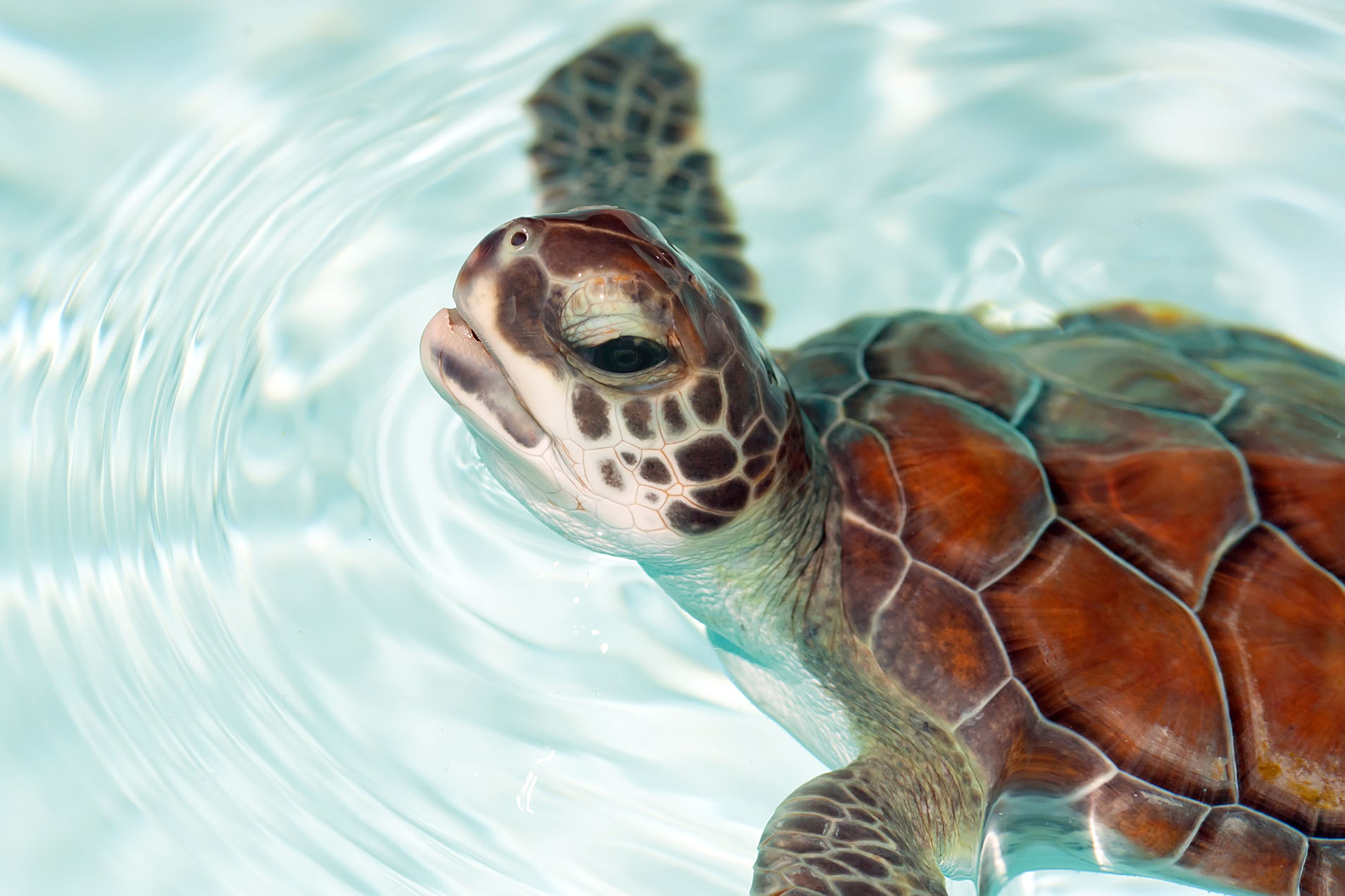 turtle website mockup.jpg