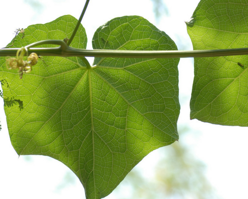 Blog graphic 500 x 500 Choko leaf.png