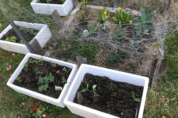 My new vegetable patch, which is now absolutely thriving!