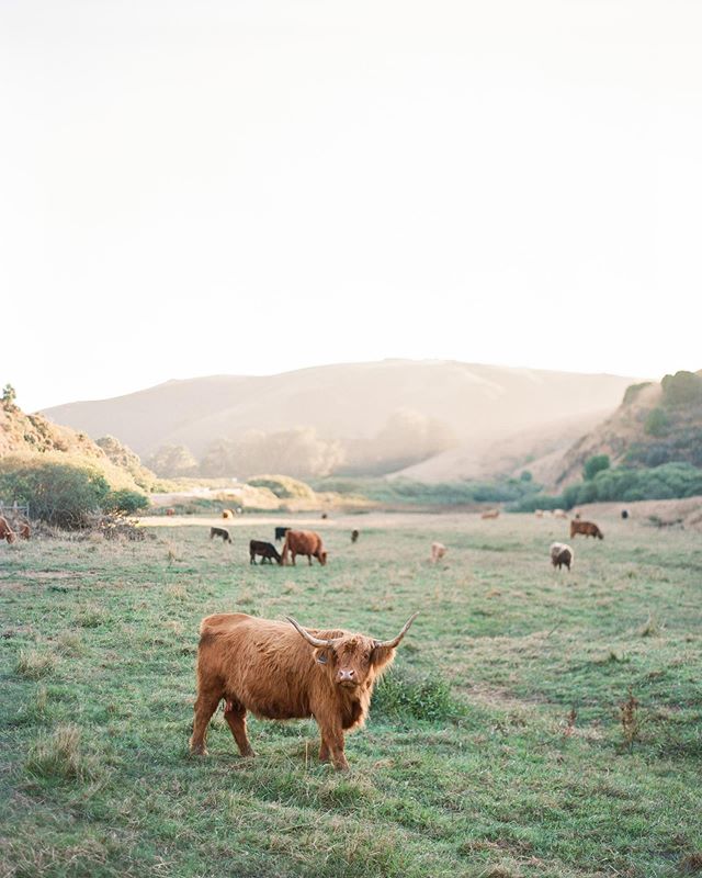 &ldquo;Highland cows&rdquo; .
.
.
.
#highlandcow #highlandcows #norcal #bodegabay #dillionbeach #contax645 #fujifilm #mediumformatfilm #fineartfilm #filmphotography #filmisnotdead #cowsofinstagram