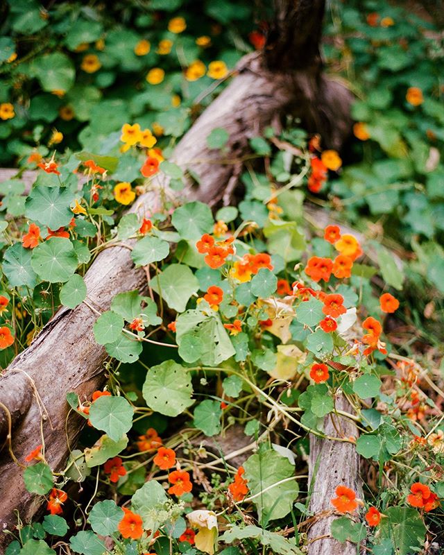 Nasturtiums. Found in a secret spot in Palos Verdes. #nasturtium #flowerpower 
#contax #contax645 #kodak #portra400 #flowersonfilm #naturewalk