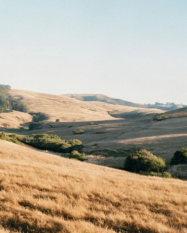 Rolling golden hills of NorCal. Not bad. 
#contax645 #fuji400h #bodegabay #dillonbeach