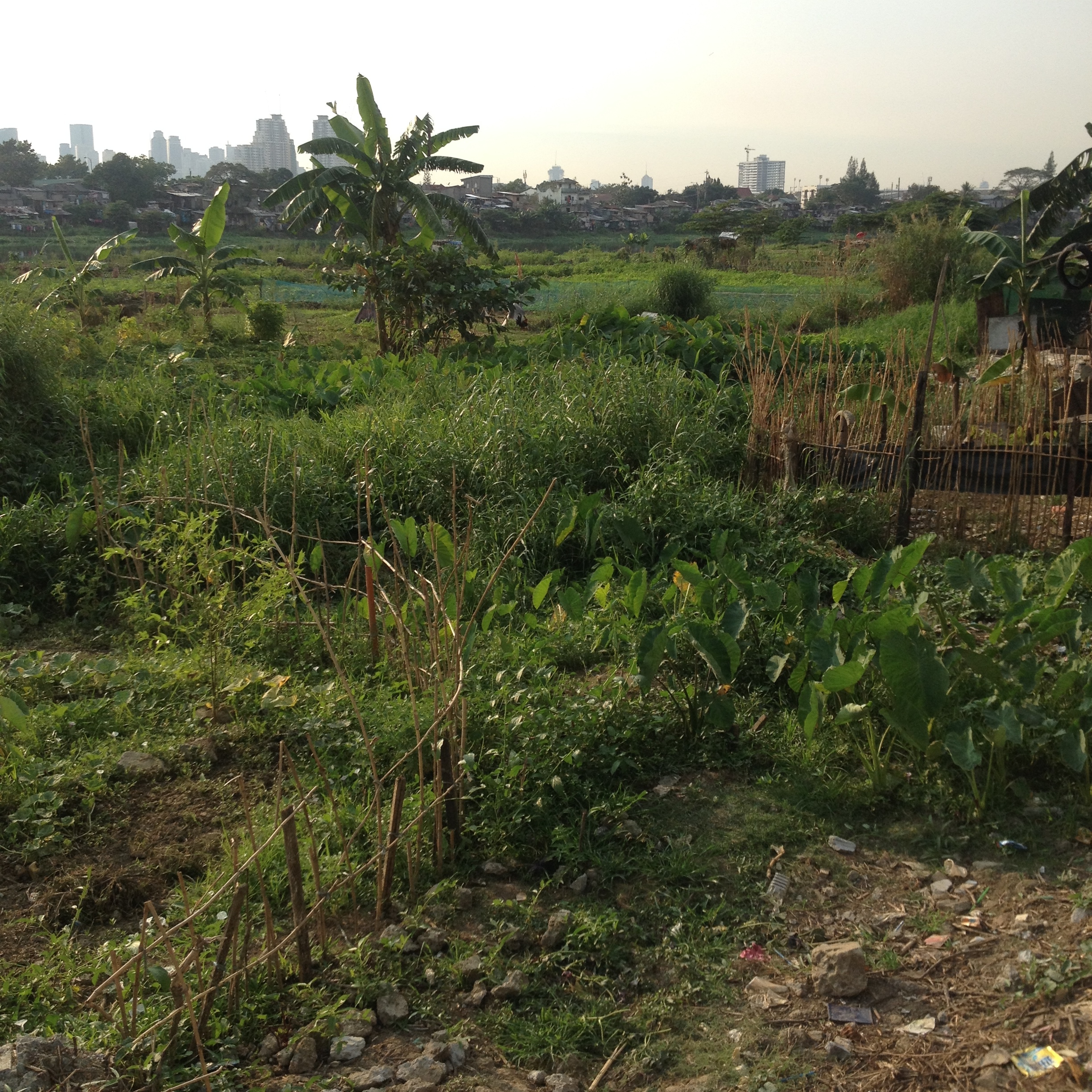 Crops are planted along the floodway where there is wide expanse of open land. 