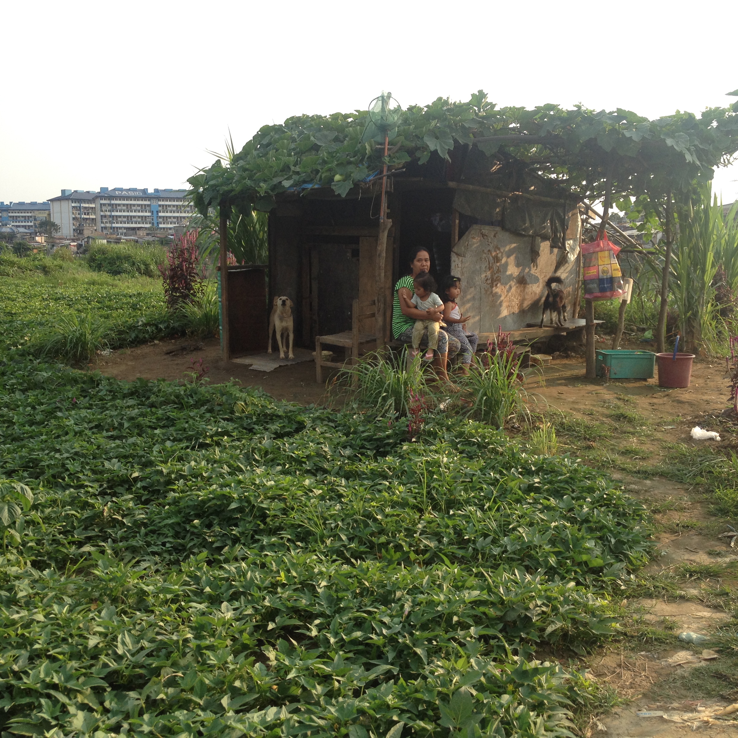 Pasig public housing is seen in the background across the river from these informal settlements. While these people are living in a danger zone and should be relocated to a safer area, it does make me wonder how we can better design social housing where people have access to community use of land such as this where they choose to garden. 