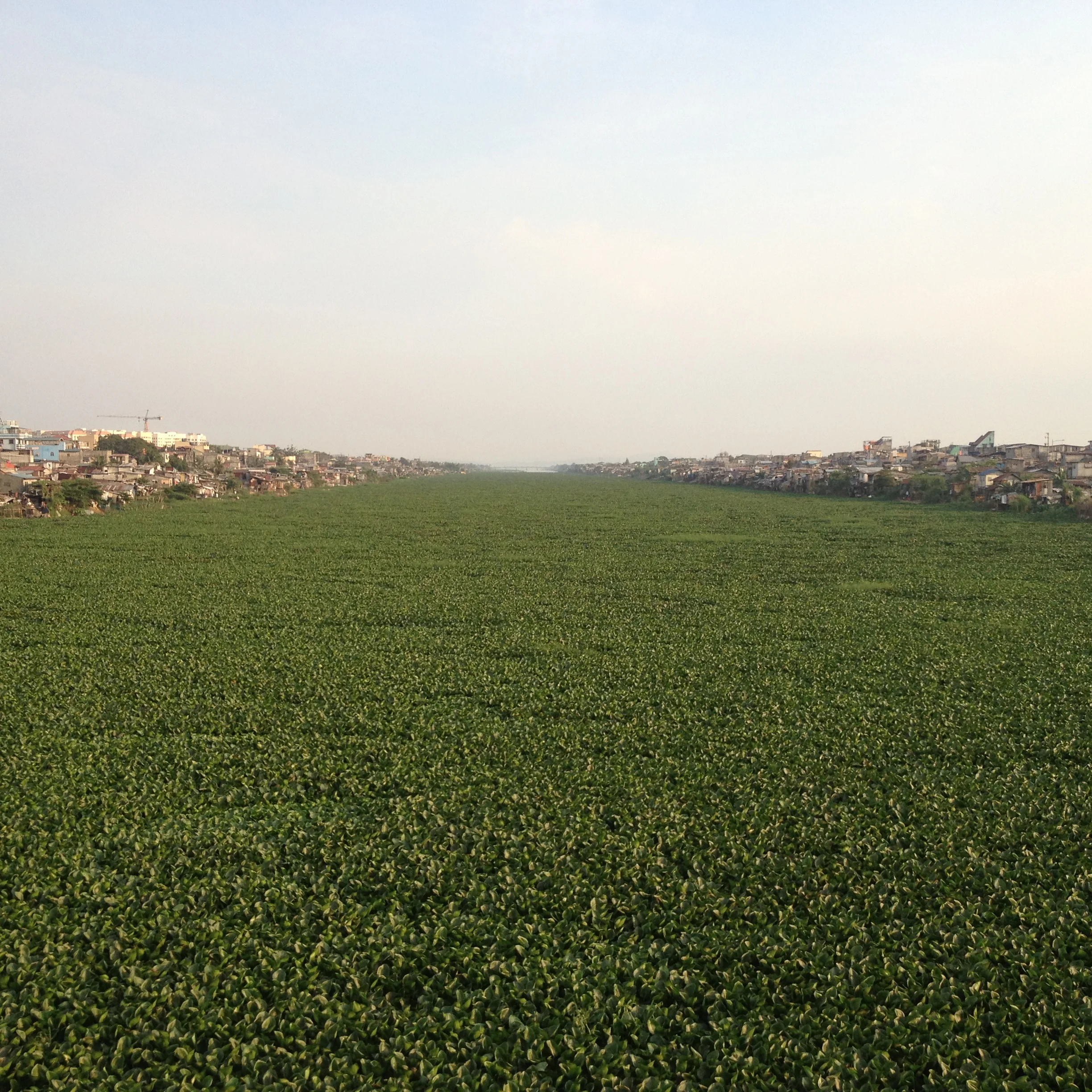 But on the other side it is rife with water hyacinth. Equivalent to an algae bloom these plants, which suck pollutants out of the water, must be battling something very serious to be thriving at this quantity. The local government has a handicraft livelihood program to convert these water hyacinth into baskets and other products. Clearly there is no dearth of material. 